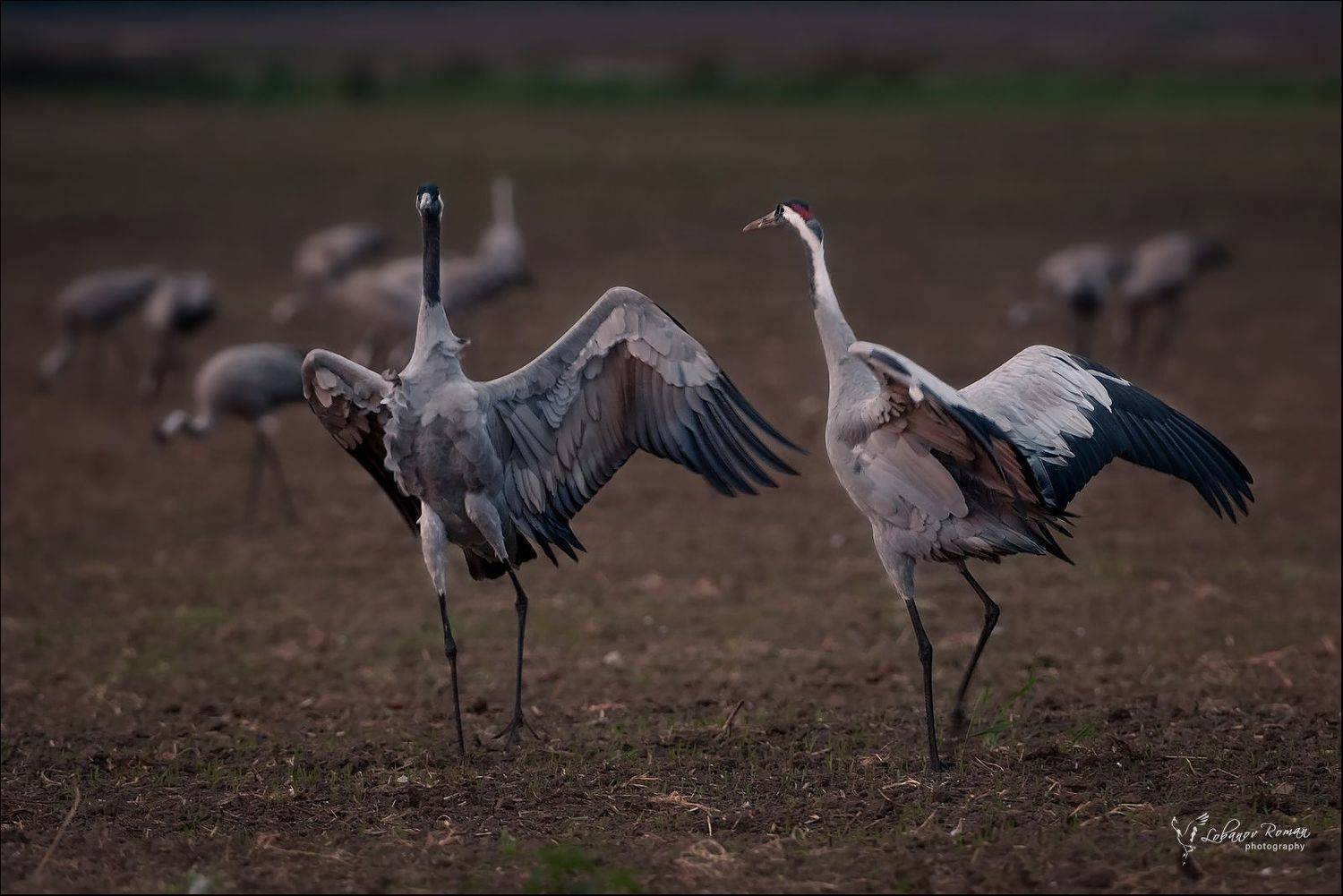* * *. Автор: Lobanov Roman , Lobanov Roman