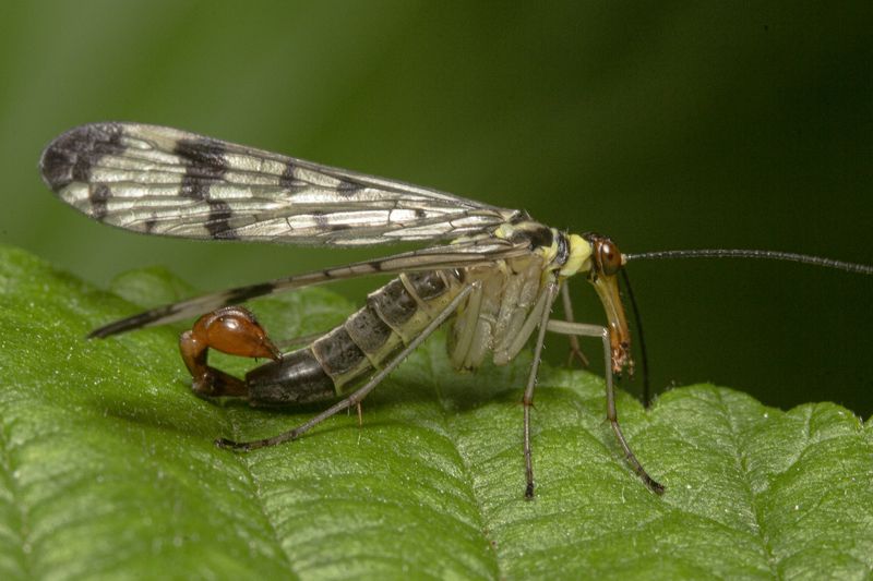 Скорпионницаphoto preview