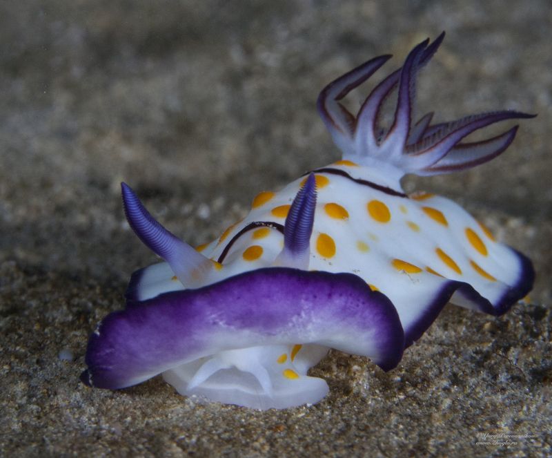 подводное фото подводный мир хургада египет жогло zhoglo красное море С фиолетовой каймойphoto preview