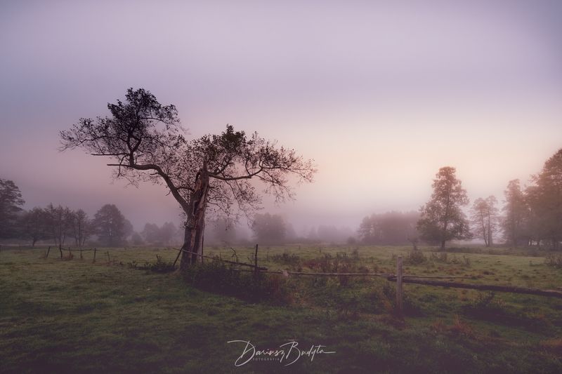 Drzewo we mglephoto preview