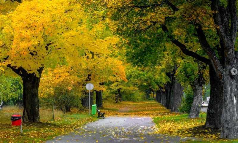 autumn  avenue  nature  morning  leaves  trees  autumn colors  maples  landscape  October 2021  light  human  walk Autumn triumph of maples (2)photo preview