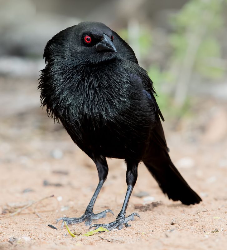 bronzed cowbird, красноглазый коровий трупиал,  трупиал, texas Bronzed Cowbird - Красноглазый коровий трупиалphoto preview