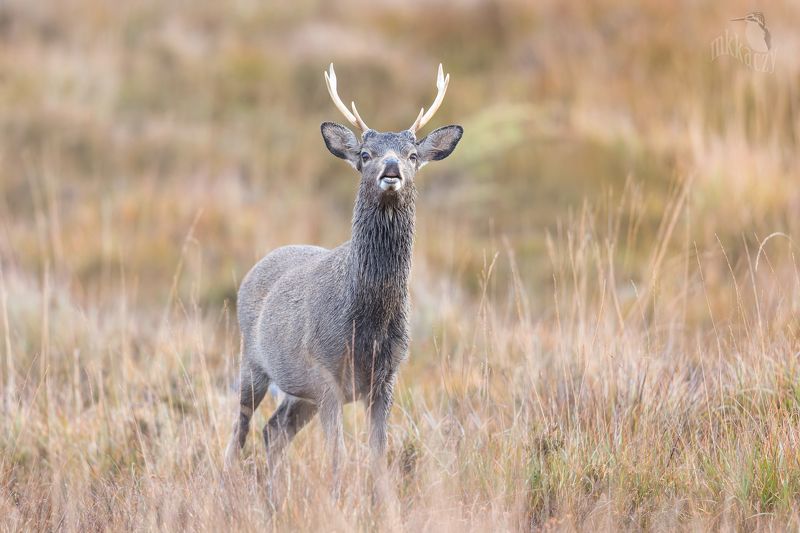 Wąchaczphoto preview