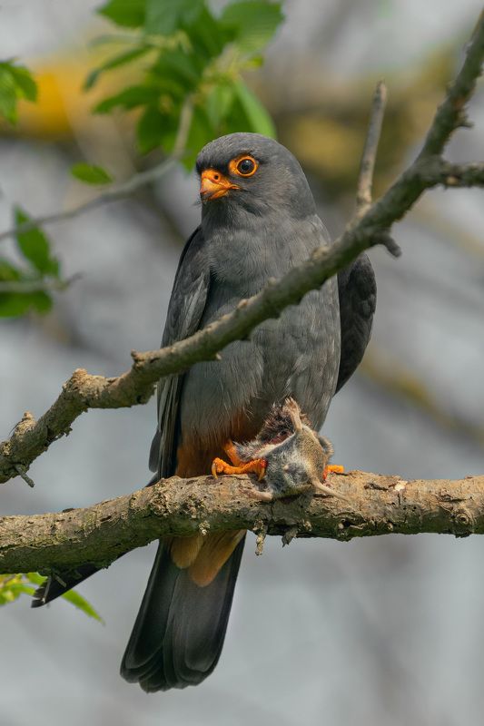 #кобчик#сокол#поймалмышь#фотоохота Удачная охотаphoto preview