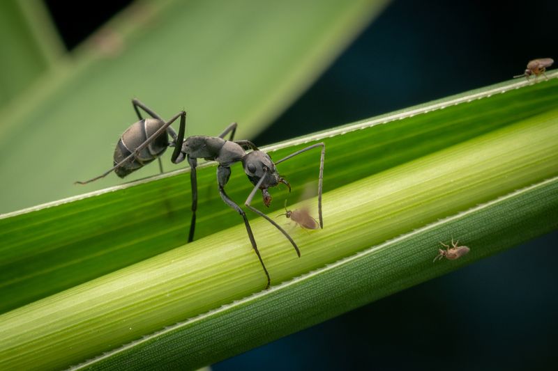 Flies Vs Ant photo preview