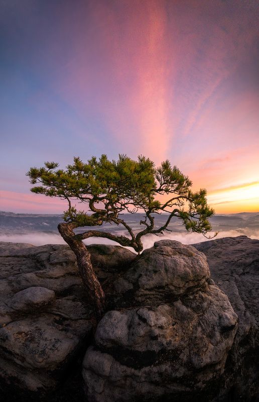tree, bonsai, sunrise, germany, landscape, morning Saxon bonsai treephoto preview