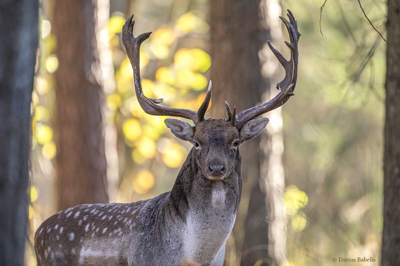 Ланьphoto preview