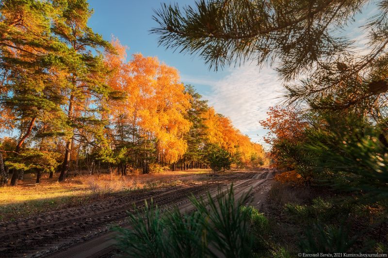 воронеж, осень, 2021 Дорога в осень! фото превью