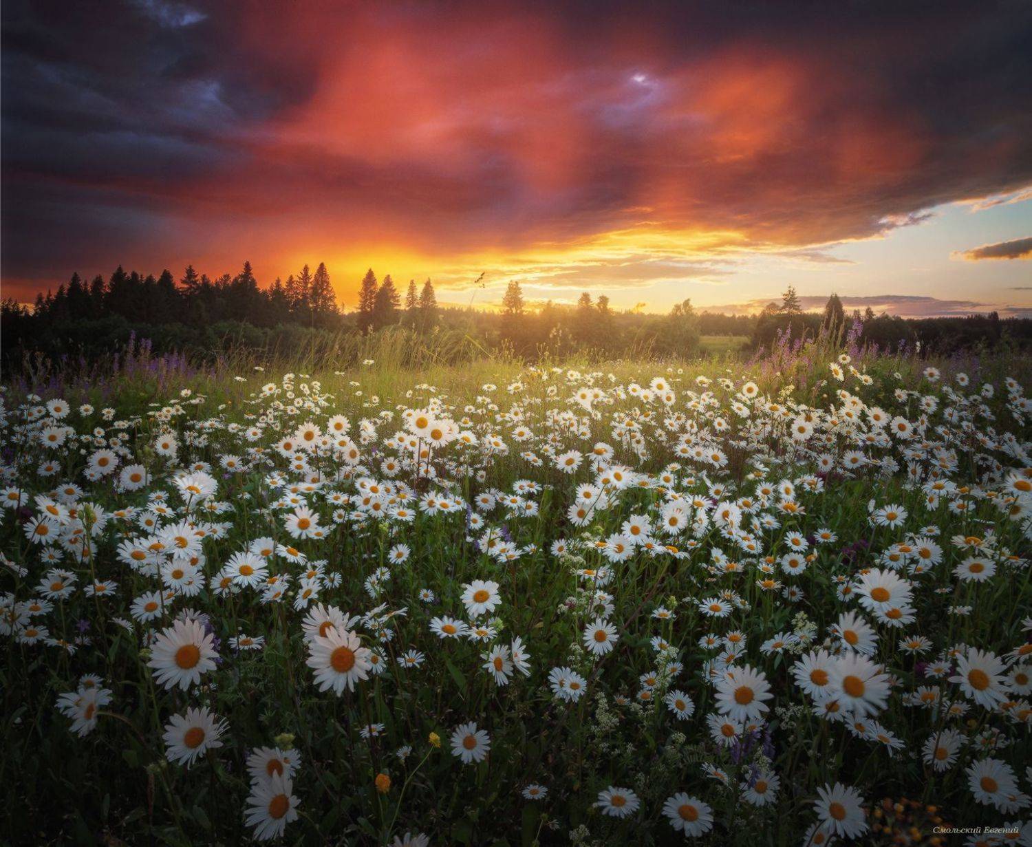 Ромашковый закат. Автор: Смольский Евгений закат, лето, поле, ромашки, Смольский Евгений