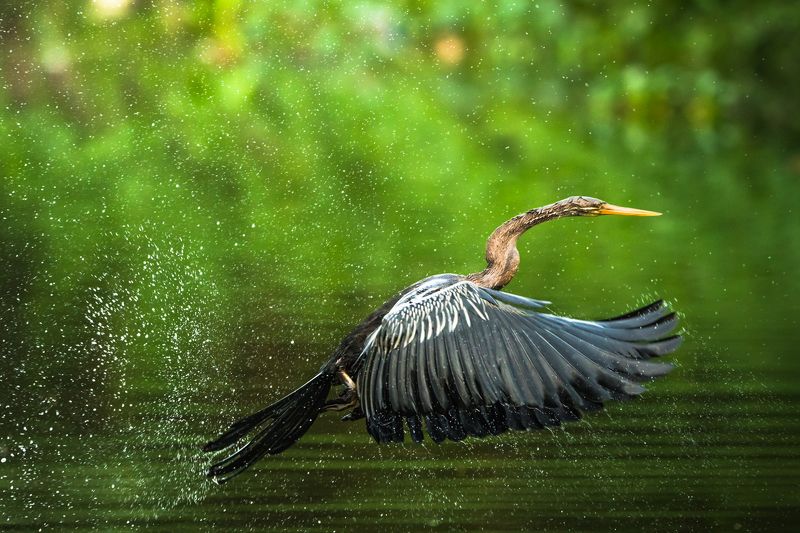 birds Light From Heavenphoto preview