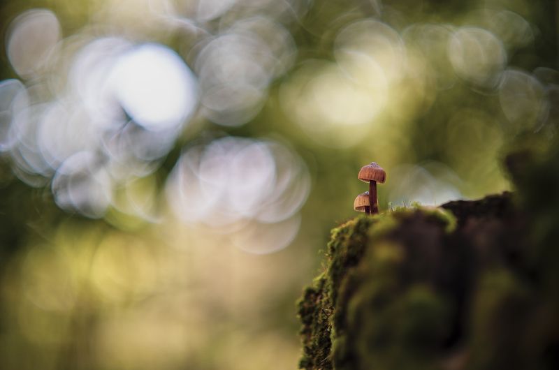 bokeh, nature, fungi, mushroom, macro Living on the edgephoto preview