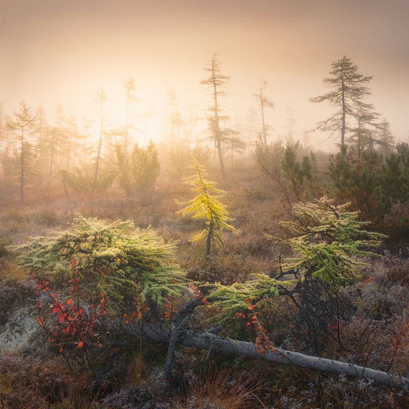 осень, колыма, озеро джека лондона, туман Туманные образыphoto preview