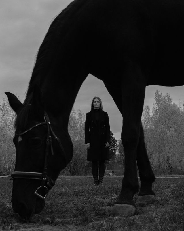 Black Horsephoto preview