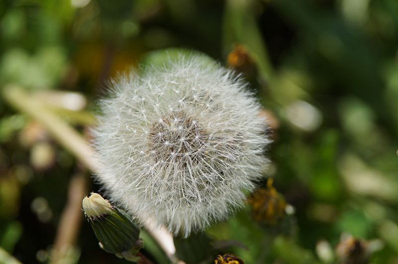 Dandelionphoto preview