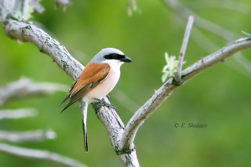 lanius collurio,сорокопут-жулан,birds ,птицы Сорокопут-жулан  лат. Lanius colluriophoto preview
