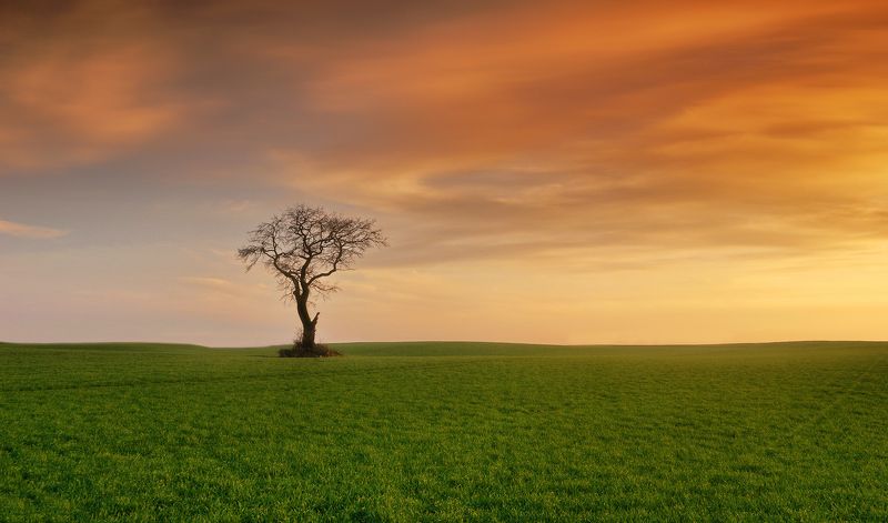 tree, filed, sky, autumn, poland, lonley, green, oak, red, cloud Oakphoto preview