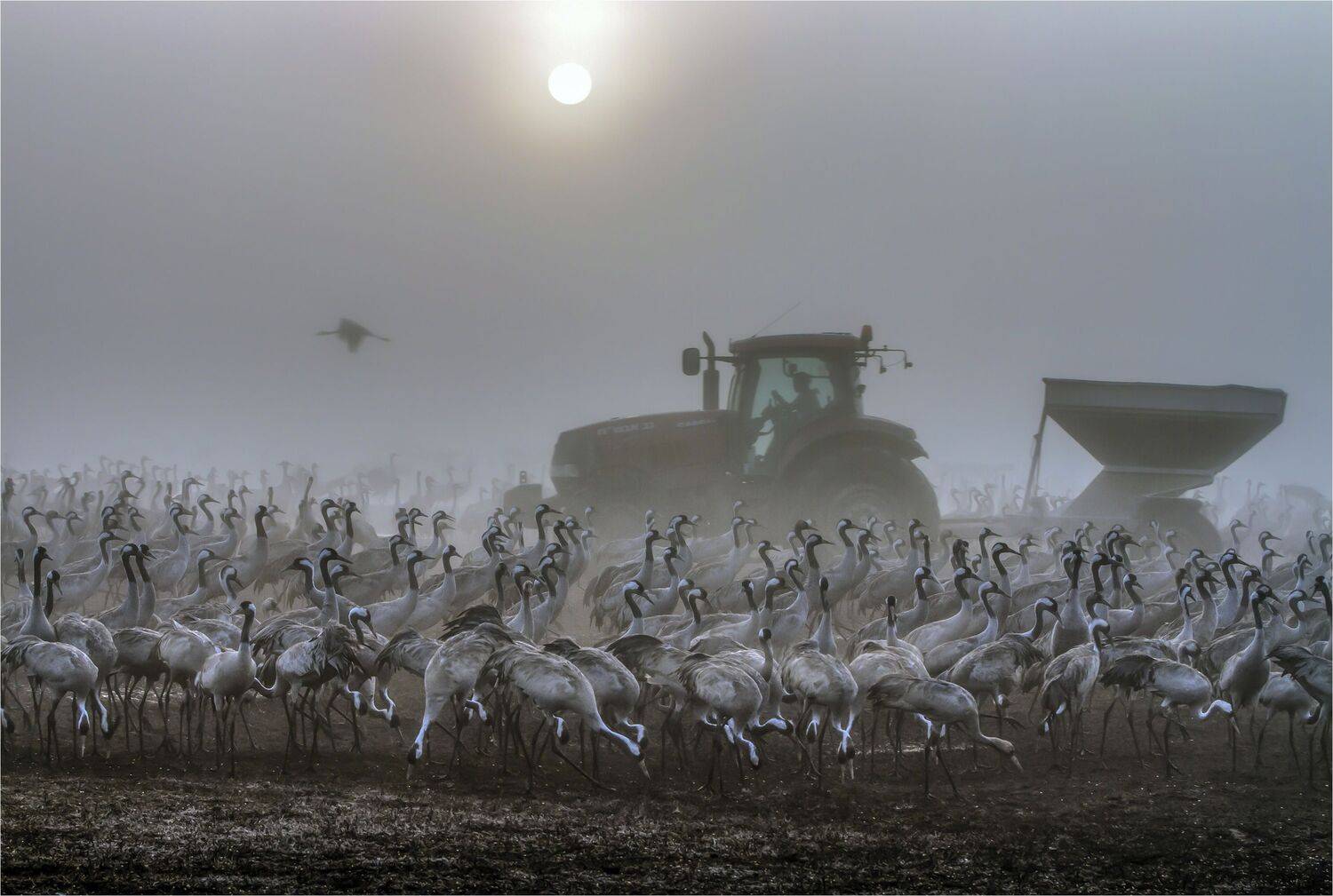 серый журавль,туман,заповедник хула,израиль, Валентина Булкина