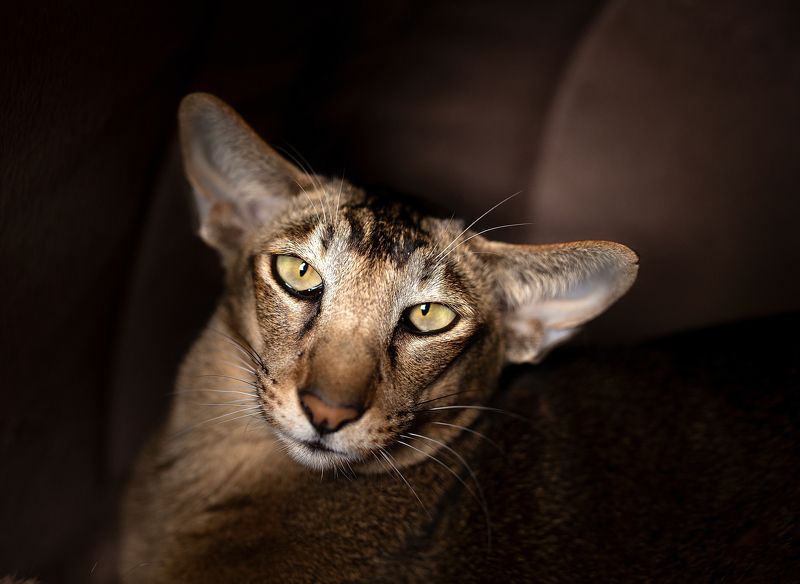 cat, animal, pet, feline, kitten, domestic, fur, red, orange, animals, pets, mammal, kitty, cats, tabby, ginger, furry, sleep, eyes, looking, fluffy, adorable, cute, hair, whiskers like a tiger 2photo preview