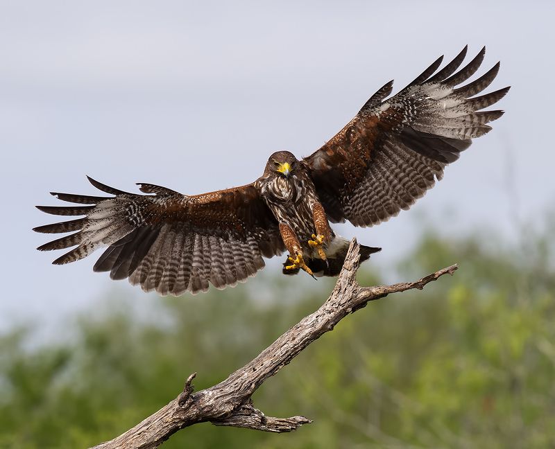 пустынный канюк, harris\\\'s hawk, hawk, тx, texas, raptor, хищные птицы Пустынный канюк - Harris\'s Hawkphoto preview