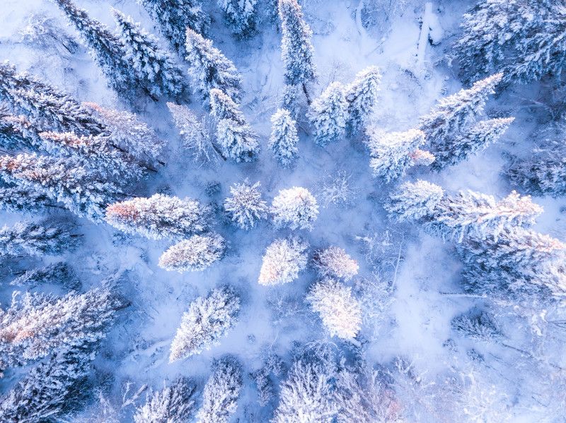 елки, зима, снег, квадрокоптер Елки в снегphoto preview