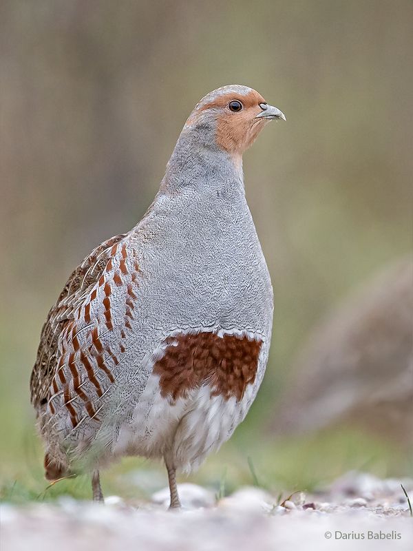 Серая куропаткаphoto preview