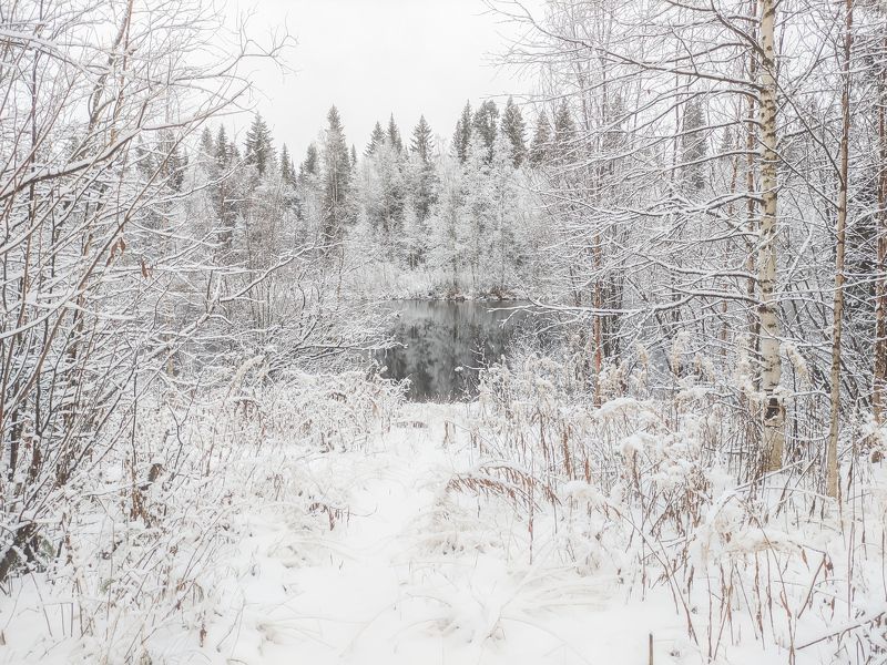 печора, лес, север Зимний октябрьphoto preview