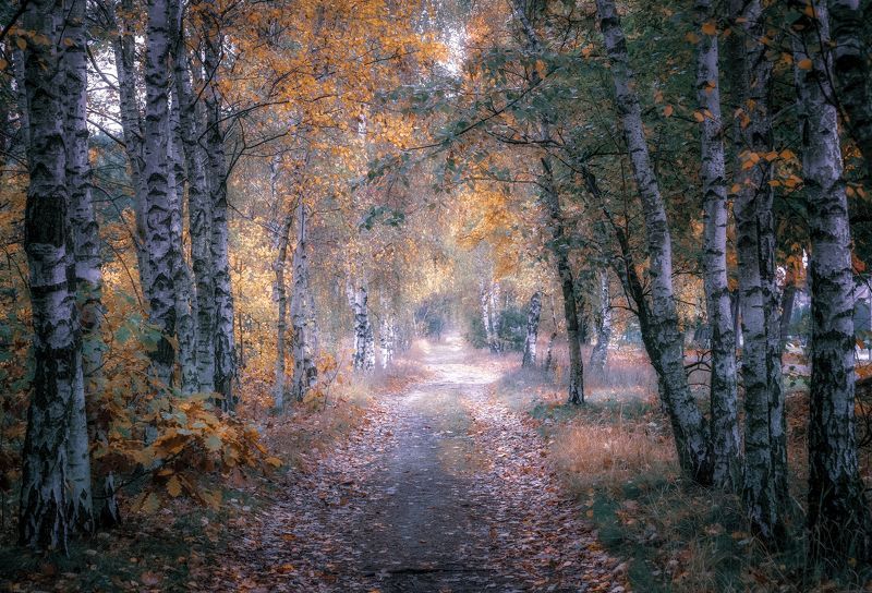 avenue, birches, autumn, nature, trees, road, landscape, leaves, morning, light Birch Avenuephoto preview