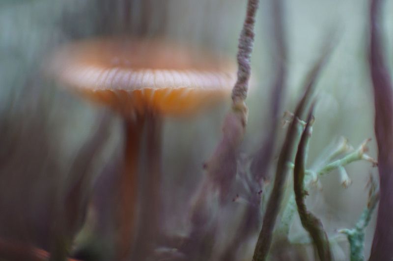 поганки гриб макро лес  Живописные поганкиphoto preview