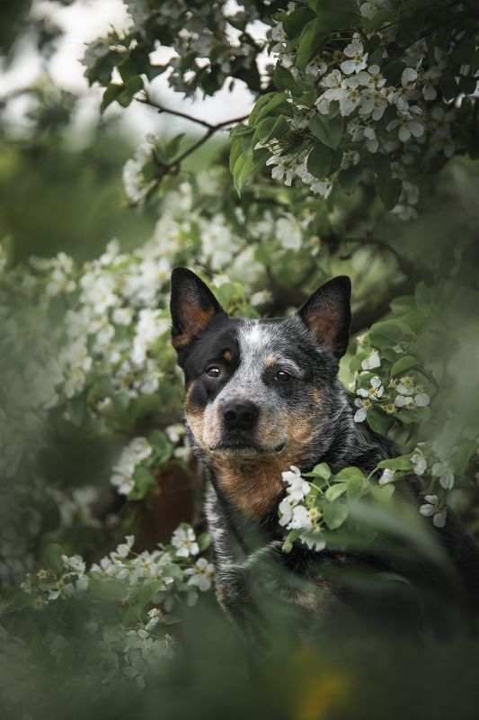 австралийский хилер, Dingostar Adonis Lightiningphoto preview