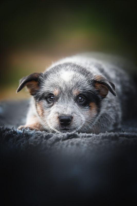 австралийскийхилер, щенок АР Ямамотоphoto preview