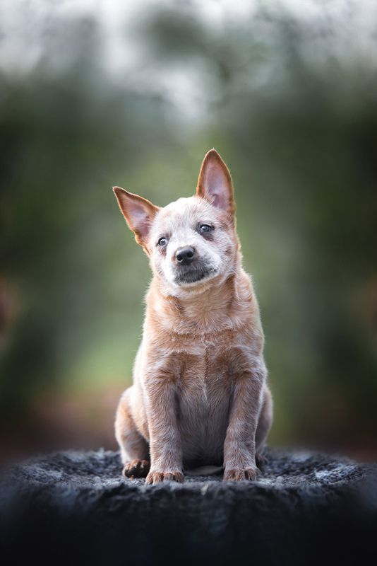 австралийскийхилер, щенок Щенок австралийского хилераphoto preview