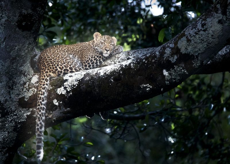 Leopard  Leopard resting on Treephoto preview