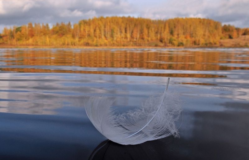 пейзаж, осень, изборск, озеро, пёрышко, природа,псковская обл, photo preview