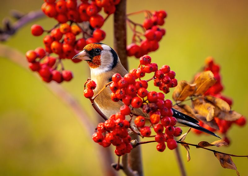 Щеголphoto preview