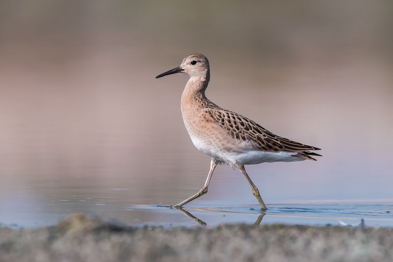 Combattente  (Calidris pugnax )photo preview