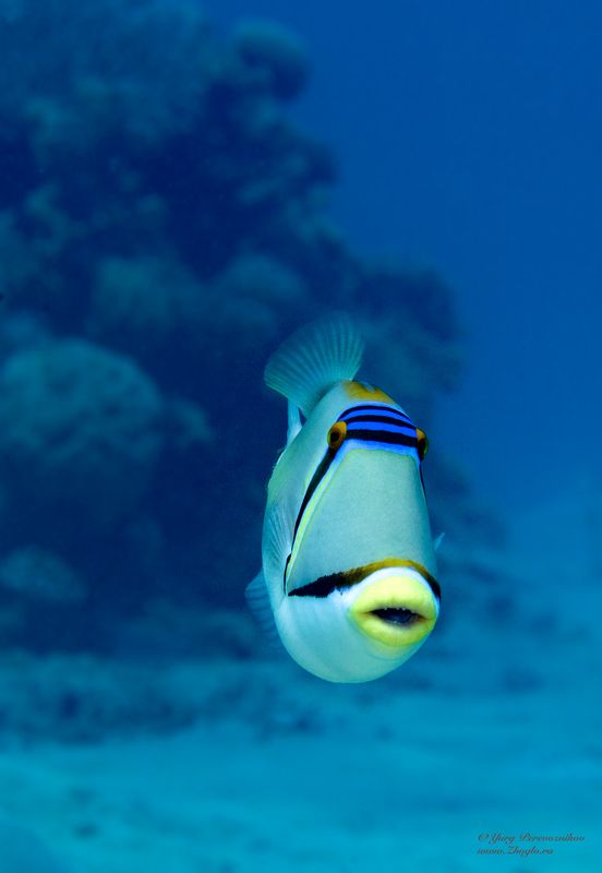 подводное фото подводный мир хургада египет жогло zhoglo красное море Губки трубочкойphoto preview