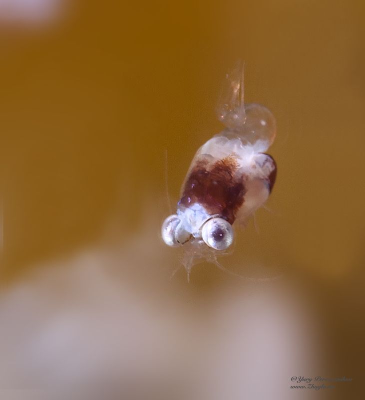 подводное фото подводный мир хургада египет жогло zhoglo красное море Один из стаиphoto preview