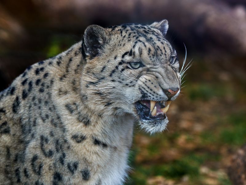 снежный барс Снежный барсphoto preview