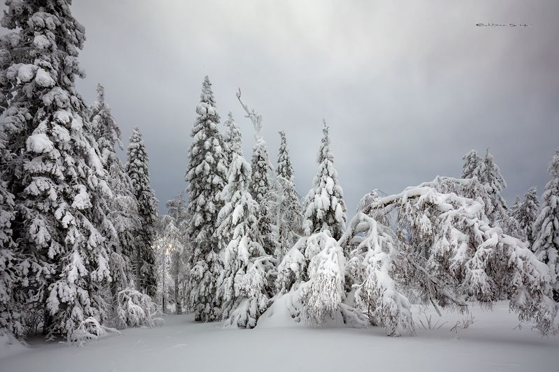 таганай, зимний лес Природа Южного Уралаphoto preview