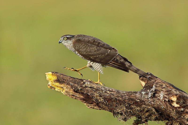 ястреб-перепелятник. Шаг до полёта.photo preview