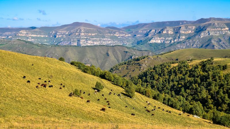 кавказ, осень, горы, животные, природа, тишина, россия На просторах Северного Кавказа.photo preview