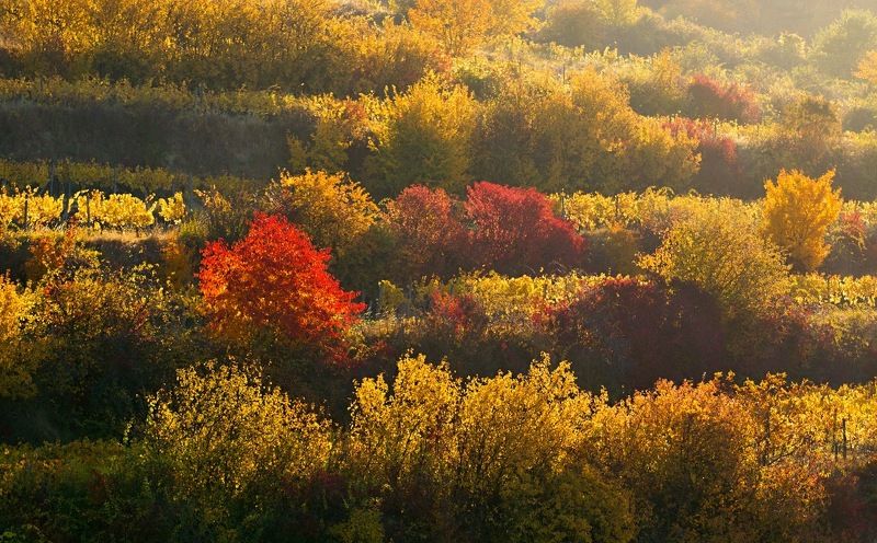 Moravian impressionismphoto preview