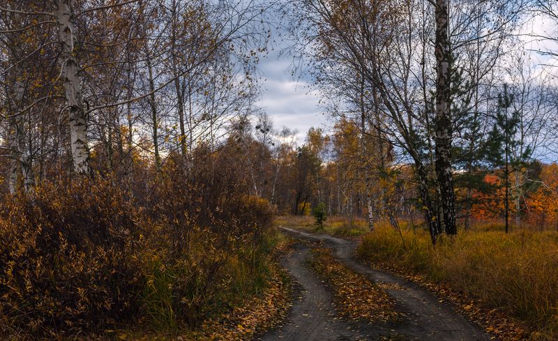 лес осень октябрь вечер гроза Укроет долы лист осеннийphoto preview
