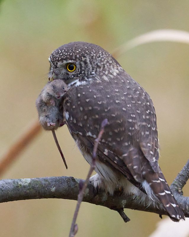 Сычик воробьиный (СПб, октябрь 2021)photo preview