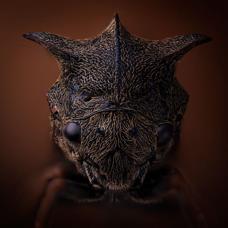 Centrotus cornutusphoto preview