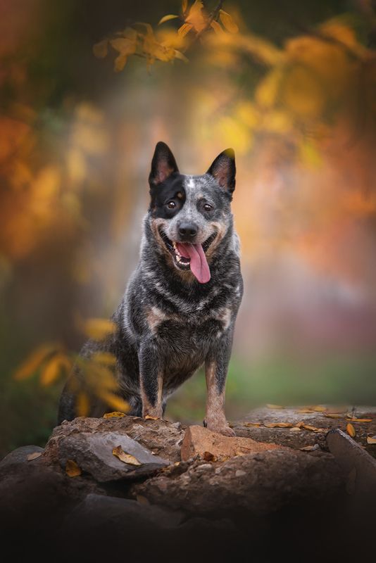 австралийскийхилер Dingostar Adonis Lightiningphoto preview