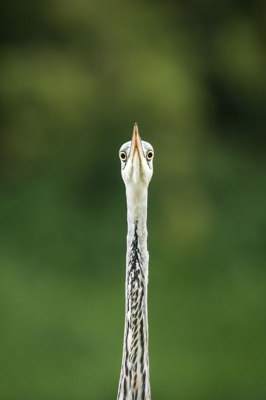 серая цапля,ardea cinerea,grey heron,птицы подмосковья,одинцовский городской округ Опаснаяphoto preview