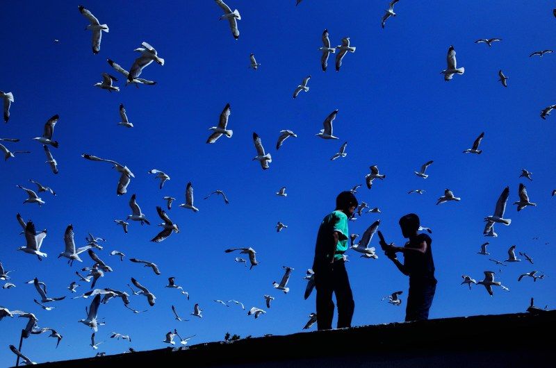 Seagullsphoto preview