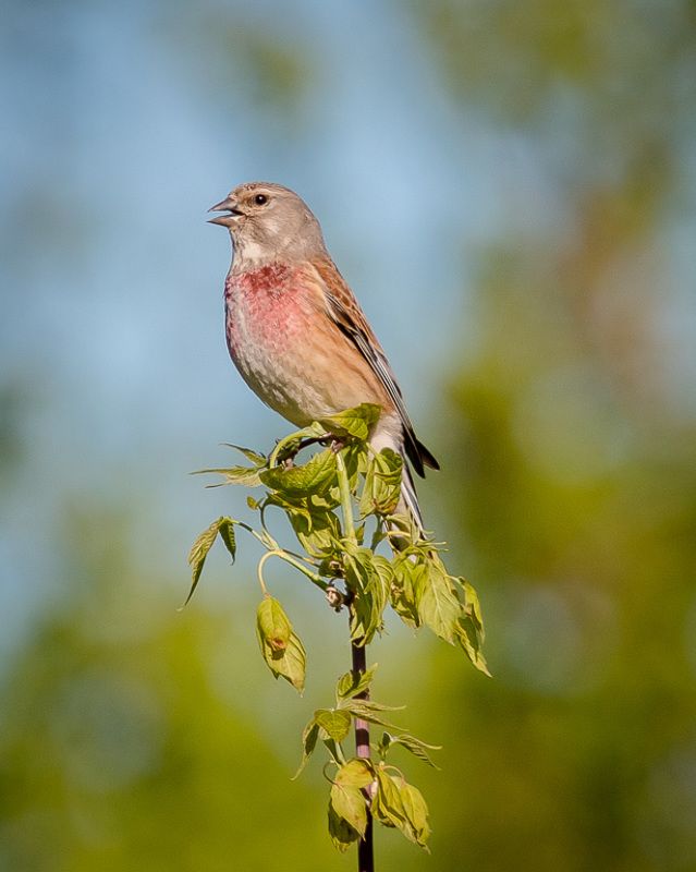 птицы, коноплянка, реполов, wildlife, birds, лето, common linnet Коноплянка (реполов)photo preview