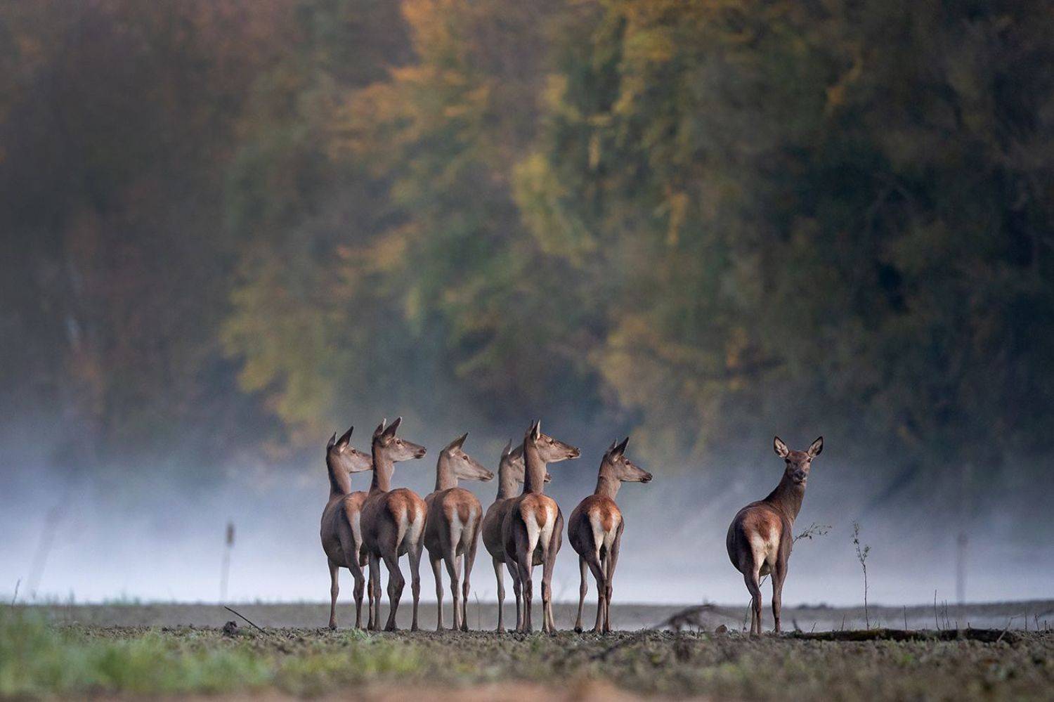 И на что ты смотришь?. Автор: Budimir Jevtic , Budimir Jevtic